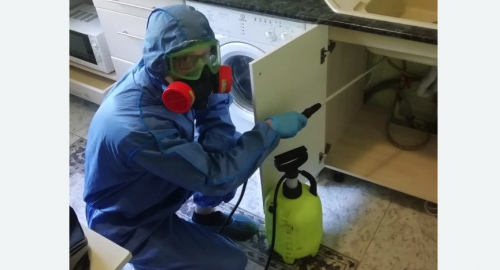 Уничтожение муравьев в квартире. Кологрив