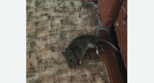 Дезинфекция от мышей в Кологриве