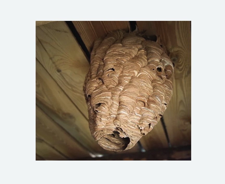 обработка от шершней в Кологриве