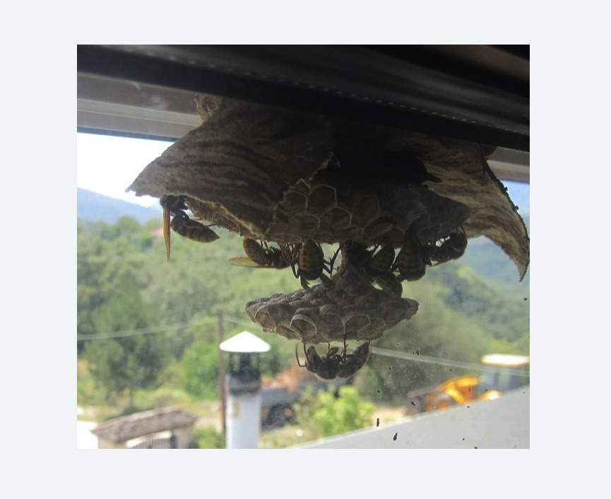 Уничтожение гнёзд шершней в Кологриве