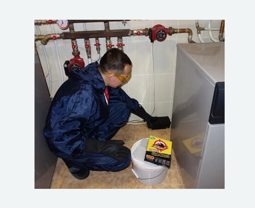 Уничтожение крыс в Кологриве