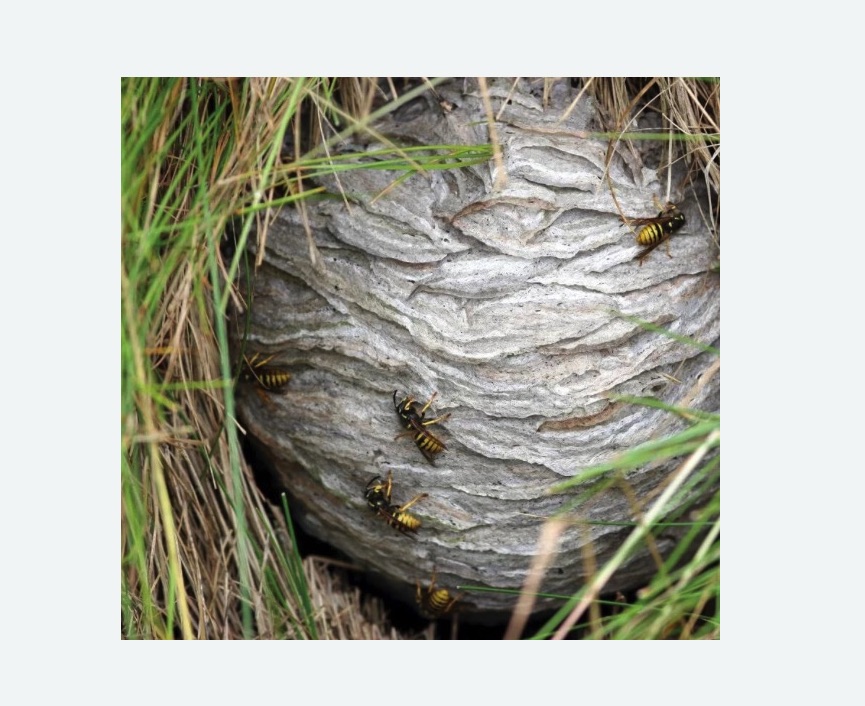 Уничтожение ос и ульев в Кологриве